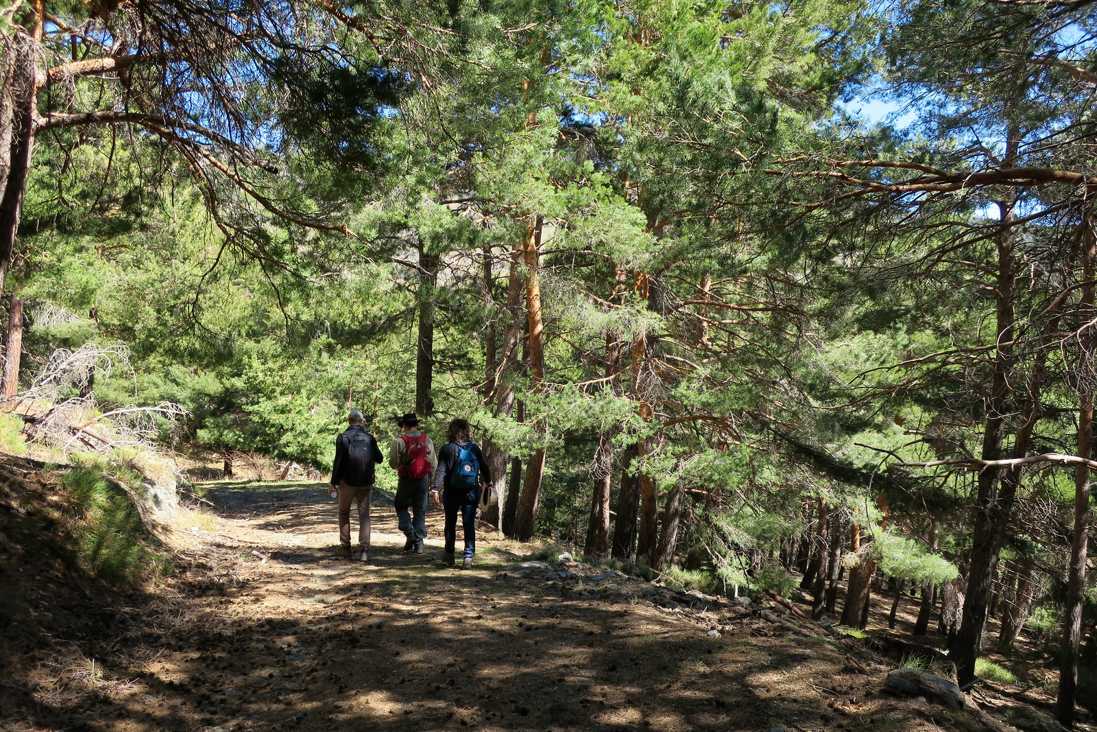 Day Walking the High Forests of Las Alpujarras 15 March 2019