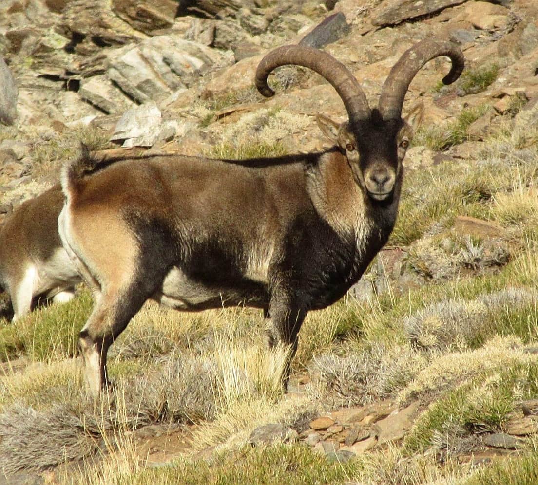 Guided Nature Walks, Sierra Nevada and Alpujarras, Spain